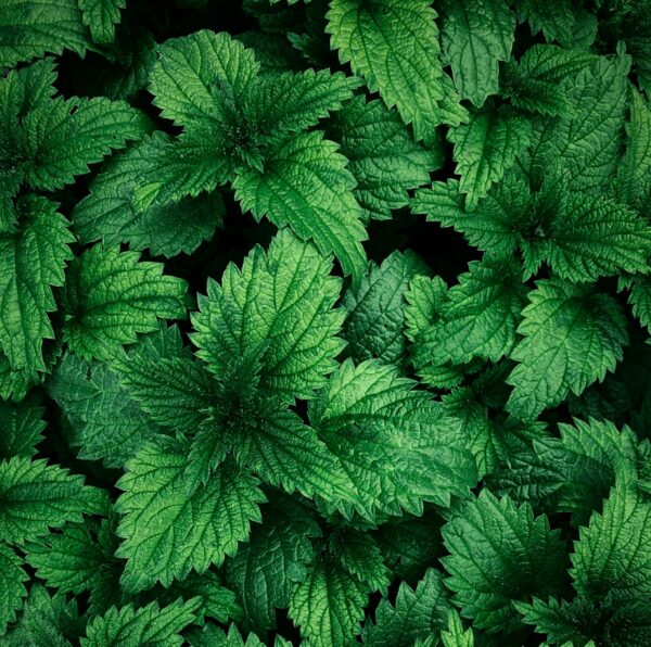 Tisane Éclat d’Amel